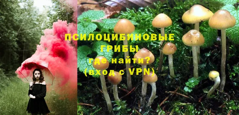 где найти наркотики  Будённовск  Галлюциногенные грибы Psilocybe 